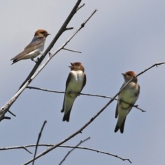 Petrochelidon ariel at Fyshwick, ACT - 16 Dec 2021