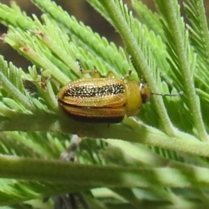 Calomela vittata at Stromlo, ACT - 16 Dec 2021