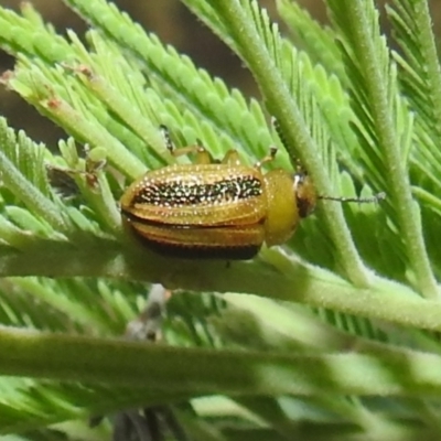 Calomela vittata (Acacia leaf beetle) at Stromlo, ACT - 16 Dec 2021 by HelenCross