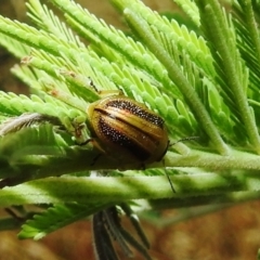 Calomela vittata at Stromlo, ACT - 16 Dec 2021