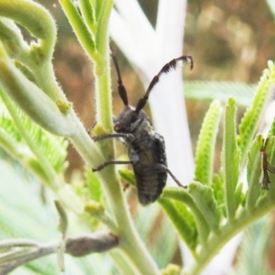 Ancita sp. (genus) (Longicorn or longhorn beetle) at Bullen Range - 16 Dec 2021 by HelenCross