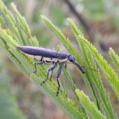 Rhinotia phoenicoptera (Belid weevil) at Bullen Range - 16 Dec 2021 by HelenCross