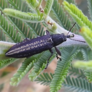 Rhinotia phoenicoptera at Stromlo, ACT - 16 Dec 2021 05:50 PM