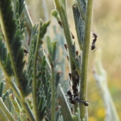 Unidentified Leafhopper or planthopper (Hemiptera, several families) at Stromlo, ACT - 16 Dec 2021 by HelenCross