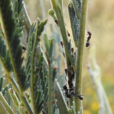 Unidentified Leafhopper or planthopper (Hemiptera, several families) at Stromlo, ACT - 16 Dec 2021 by HelenCross