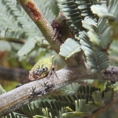 Sextius virescens (Acacia horned treehopper) at Bullen Range - 16 Dec 2021 by HelenCross