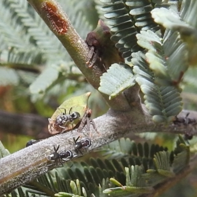 Sextius virescens (Acacia horned treehopper) at Stromlo, ACT - 16 Dec 2021 by HelenCross