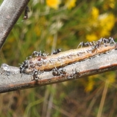 Cicadellidae (family) (Unidentified leafhopper) at Bullen Range - 16 Dec 2021 by HelenCross