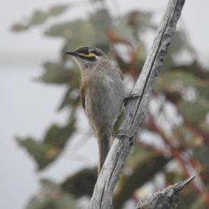 Caligavis chrysops at Stromlo, ACT - 16 Dec 2021