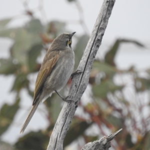 Caligavis chrysops at Stromlo, ACT - 16 Dec 2021