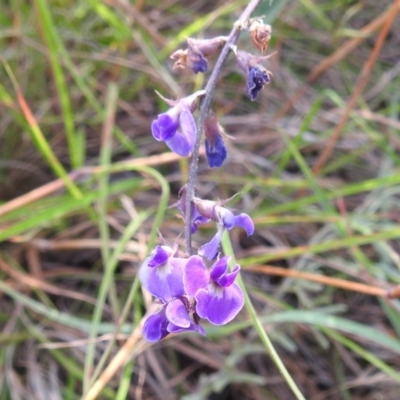 Glycine tabacina (Variable Glycine) at Bullen Range - 16 Dec 2021 by HelenCross