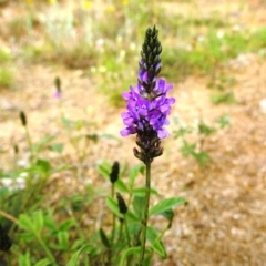 Cullen microcephalum (Dusky Scurf-pea) at Bullen Range - 16 Dec 2021 by HelenCross