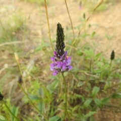 Cullen microcephalum at Stromlo, ACT - 16 Dec 2021