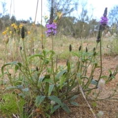 Cullen microcephalum at Stromlo, ACT - 16 Dec 2021