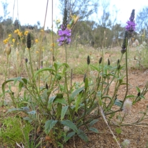 Cullen microcephalum at Stromlo, ACT - 16 Dec 2021