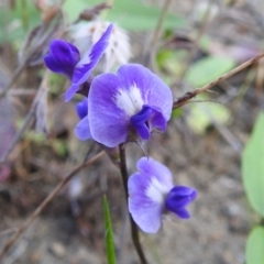 Glycine tabacina (Variable Glycine) at Bullen Range - 16 Dec 2021 by HelenCross