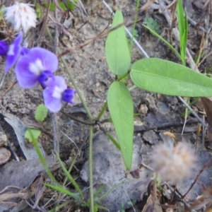 Glycine tabacina at Stromlo, ACT - 16 Dec 2021