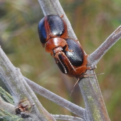 Dicranosterna immaculata (Acacia leaf beetle) at Stromlo, ACT - 16 Dec 2021 by HelenCross