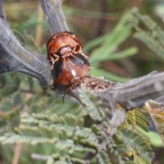 Dicranosterna immaculata at Stromlo, ACT - 16 Dec 2021