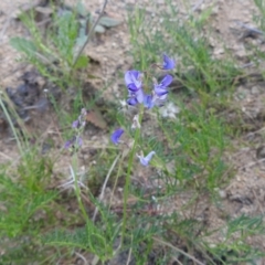 Swainsona monticola (Notched Swainson-Pea) at Stromlo, ACT - 16 Dec 2021 by HelenCross