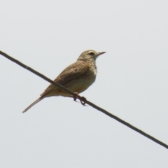 Anthus australis (Australian Pipit) at Tharwa, ACT - 17 Dec 2021 by RodDeb