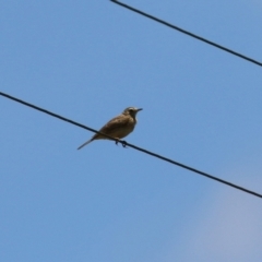 Anthus australis at Tharwa, ACT - 17 Dec 2021