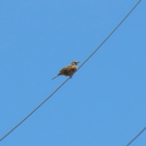 Anthus australis at Tharwa, ACT - 17 Dec 2021