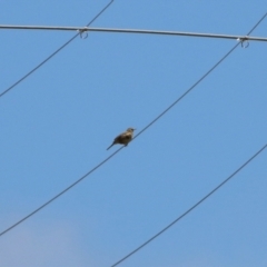 Anthus australis at Tharwa, ACT - 17 Dec 2021