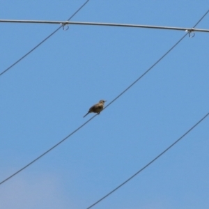 Anthus australis at Tharwa, ACT - 17 Dec 2021 12:07 PM