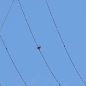 Anthus australis at Tharwa, ACT - 17 Dec 2021