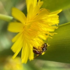 Exoneura sp. (genus) (A reed bee) at Broulee, NSW - 14 Dec 2021 by PeterA