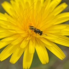 Lasioglossum (Homalictus) sphecodoides (Furrow Bee) at Broulee, NSW - 14 Dec 2021 by PeterA