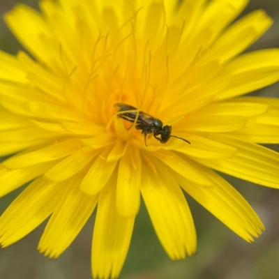 Lasioglossum (Homalictus) sphecodoides (Furrow Bee) at Broulee, NSW - 14 Dec 2021 by PeterA
