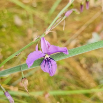 Arthropodium fimbriatum (Nodding Chocolate Lily) at O'Malley, ACT - 17 Dec 2021 by Mike