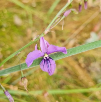 Arthropodium fimbriatum (Nodding Chocolate Lily) at O'Malley, ACT - 18 Dec 2021 by Mike