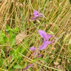 Arthropodium fimbriatum at O'Malley, ACT - 18 Dec 2021 09:48 AM