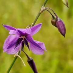 Arthropodium fimbriatum (Nodding Chocolate Lily) at GG160 - 17 Dec 2021 by Mike