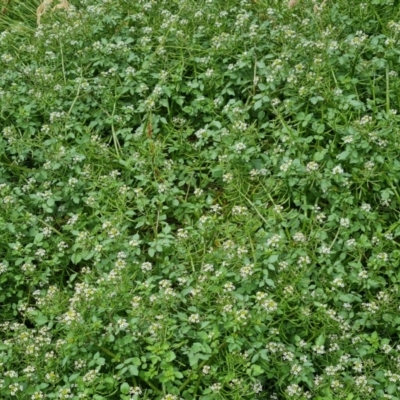 Rorippa microphylla (One-rowed Watercress) at O'Malley, ACT - 18 Dec 2021 by Mike