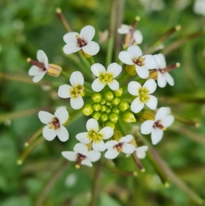 Rorippa microphylla at O'Malley, ACT - 18 Dec 2021