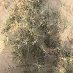 Spinifex sericeus at Ventnor, VIC - 14 Dec 2021 06:54 PM