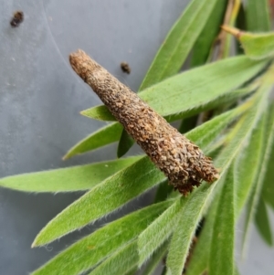 Lepidoscia (genus) IMMATURE at Isaacs, ACT - 18 Dec 2021