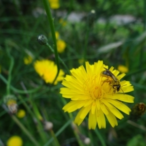 Lasioglossum (Chilalictus) sp. (genus & subgenus) at Holder, ACT - 11 Dec 2021