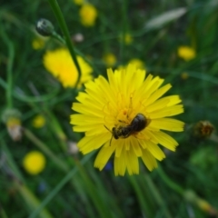 Lasioglossum (Chilalictus) sp. (genus & subgenus) at Holder, ACT - 11 Dec 2021