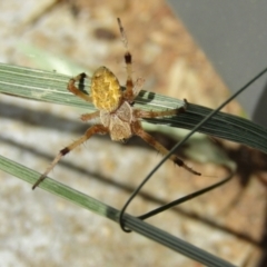 Araneus hamiltoni (Hamilton's Orb Weaver) at McKellar, ACT - 17 Dec 2021 by Birdy