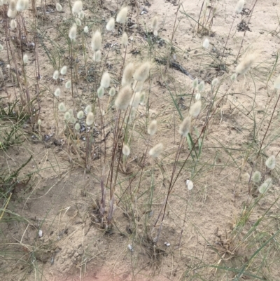 Lagurus ovatus (Hare's Tail Grass) at Ventnor, VIC - 14 Dec 2021 by Tapirlord