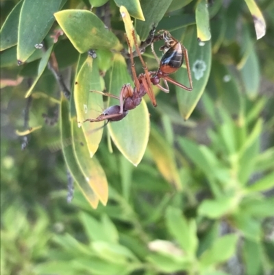 Myrmecia sp. (genus) (Bull ant or Jack Jumper) at Ventnor, VIC - 14 Dec 2021 by Tapirlord