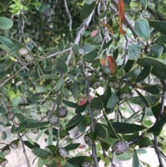 Leptospermum laevigatum (Coast Teatree) at Ventnor, VIC - 14 Dec 2021 by Tapirlord