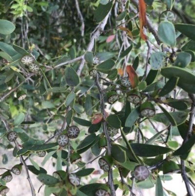 Leptospermum laevigatum (Coast Teatree) at Ventnor, VIC - 14 Dec 2021 by Tapirlord