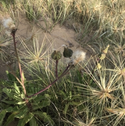 Actites megalocarpus (Dune Thistle) at Ventnor, VIC - 14 Dec 2021 by Tapirlord