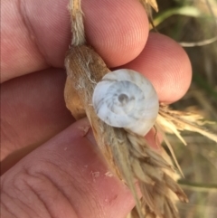 Unidentified Snail or Slug (Gastropoda) at Ventnor, VIC - 14 Dec 2021 by Tapirlord